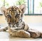 Inquisitive Tiger cub
