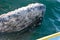 Inquisitive Whale alongside a boat