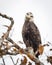 Inquisitive young Bald eagle.