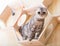 Inquisitive young cat sitting on wall mounted wooden shelf