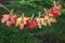 Inscription autumn on colorful maple leaves hanging on a rope on a Sunny day in the Park