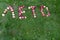 Inscription summer made apples on the grass.