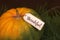 The inscription `Thankful` on the pumpkin. Thanksgiving Day