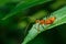 Insect action standing,Diligent bug find food in different places,Nesting,Diligent,macro closeup Insect on Leaves in a garden back