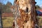 Insect-affected birch trunk in daylight on spring