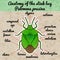 Insect anatomy. shield bug. Palomena prasina