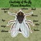 Insect anatomy. Sticker fly. Musca domestica.. Insect. a realistic fly. fly silhouette. fly Design for coloring book.