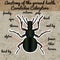 Insect anatomy. Sticker ground beetle bug. Carabidae coleoptera. Sketch of ground beetle. ground beetle Design for coloring book.