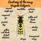 Insect anatomy.Wasp. Vespula Vulgaris. Sketch of