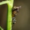 Insect ant and thorn mimic horn