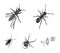 An insect arthropod, an osa, a spider, a cockroach. Insects set collection icons in monochrome style vector symbol stock