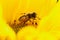 Insect bee pollinates agricultural sunflower on a natural blurred background.