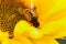 Insect bee pollinates agricultural sunflower on a natural blurred background.