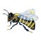 Insect bee, wasp isolated on white background. Close-up watercolor illustration. Packaging and wrapping design for honey