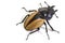 Insect, beetle, bug, in genus Odontolabis