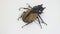 Insect, beetle, bug, in genus Odontolabis