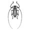 Insect beetle isolated on white background. Black and white sketch