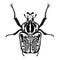 Insect beetle isolated on white background. Goliath. Black and white sketch