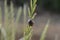 Insect beetle on oat panicle
