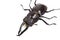 Insect, beetle, rhino beetle bug