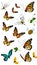 Insect biology Wildlife world butterfly illustration