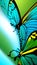 Insect biology Wildlife world butterfly illustration