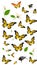 Insect biology Wildlife world butterfly illustration