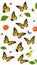 Insect biology Wildlife world butterfly illustration