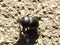 Insect black beetle crawls on the ground
