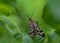 Insect with black striped wings