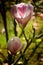 The insect is in the bowl of a magnolia flower in summer.