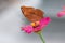 Insect, brown butter fly perched on pink flower