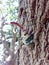 Insect bug Lanternfly Pyrops candelaria insect on tree fruit