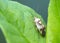 Insect bug Lygus pratensis