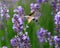 insect called hummingbird hawk moth while sucking nectar from th
