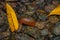 Insect caterpillar curled up on the stones. Borneo, Malaysia