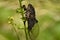 Insect Cicada on a blade of grass