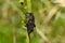 Insect Cicada on a blade of grass