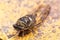 Insect Cicada Cicadoidea