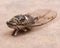 Insect Cicada Cicadoidea