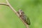 Insect cicada sits on forest plant on a summer day