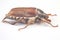 Insect cockchafer on a white background. Insects and Zoology