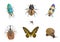 Insect collection on background