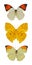 Insect collection of butterflies