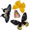 Insect collection of butterflies isolated