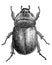 Insect collection illustration, drawing, engraving, ink, line art, vectorRhinoceros beetle illustration, drawing, engraving, ink,