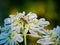 Insect collects nectar with white flowers summer sunny nature transparent wings blurred background flower honey