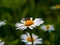 insect collects pollen from the chamomile