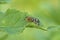 Insect common scorpion on a leaf