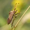 Insect Coreus marginatus - Tricity Landscape Park